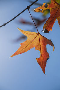 Close-up of dry maple leaf against clear sky