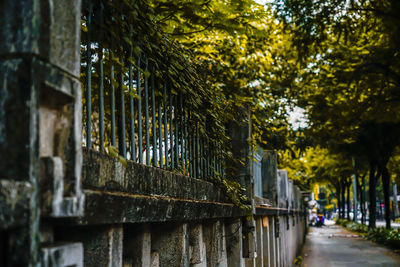 Footpath amidst trees and buildings in city