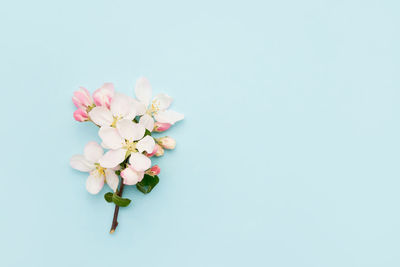 Close-up of pink flowering plant against white background