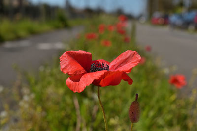 Close-up of red flowering plant in park