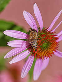 Close-up of bee pollinating on flower