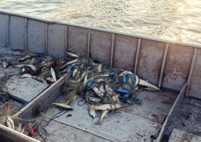 High angle view of fish on shore