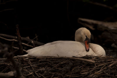 Close-up of bird in nest