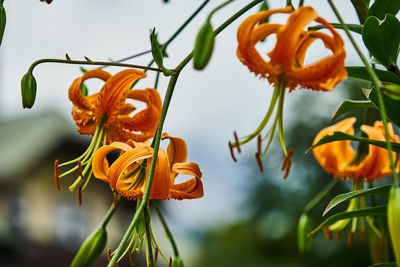 Close-up of yellow flowering plant