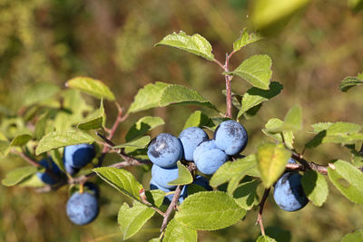 Close-up of berry fruits growing on plant