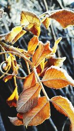 Close-up of frozen orange leaves during winter