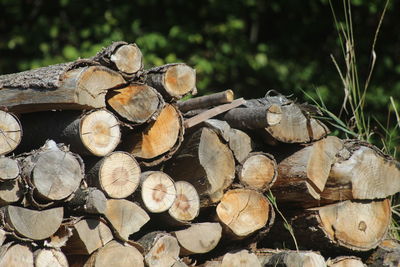 Stack of logs in forest