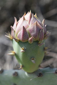 Close-up of plant