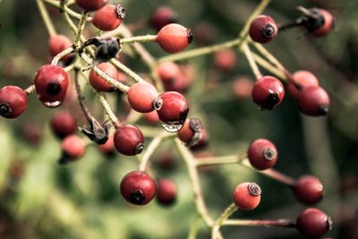 Close-up of berries growing on tree