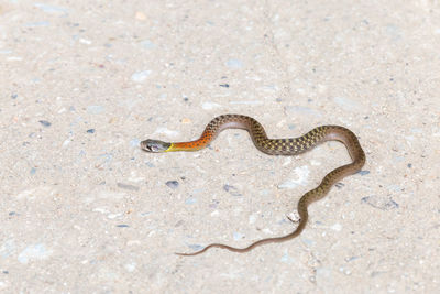 animal