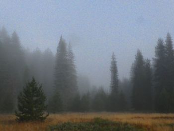 Pine trees in forest against sky