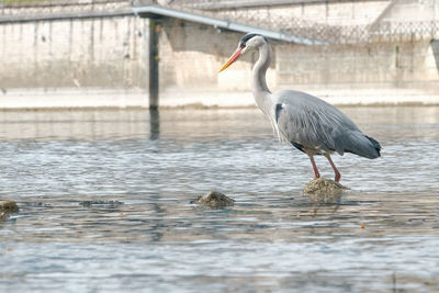 High angle view of gray heron perching on a lake