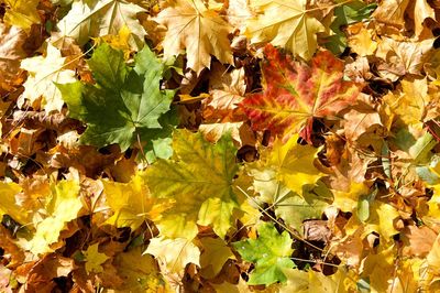 Close-up of yellow maple leaves on tree