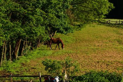 Horse in a field