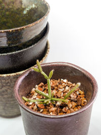 Close-up of potted plant on table