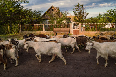 Flock of running goats scenic photography