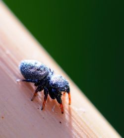 Close-up of insect on hand