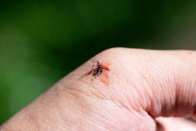 Close-up of insect on hand