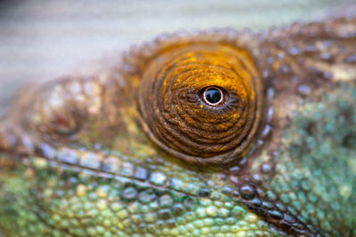 Close-up of a lizard