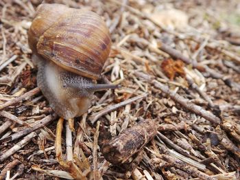 Close-up of snail