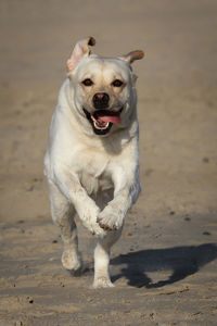 Portrait of labrador retriever running at beach