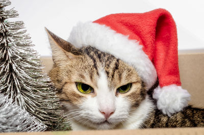 Close-up portrait of cat