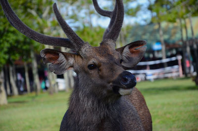 Close-up portrait of deer