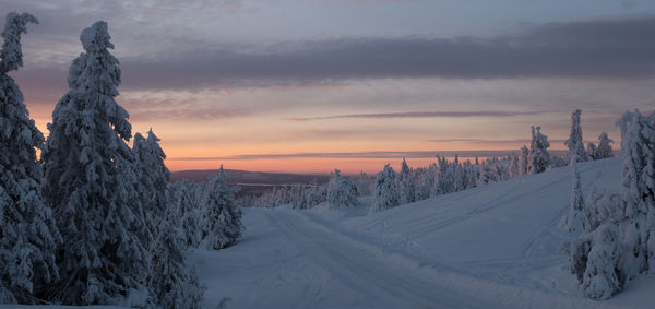 Pine trees on snow covered landscape against sky during sunset