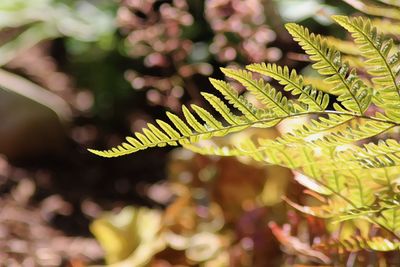 Close-up of fern leaves on tree