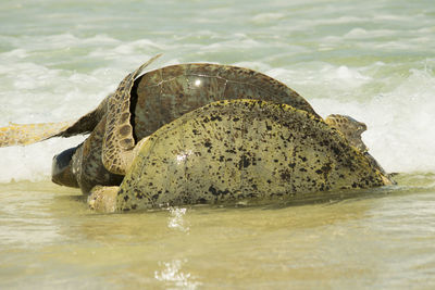 Rock formation in sea