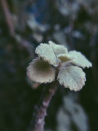 Close-up of snow covered plant