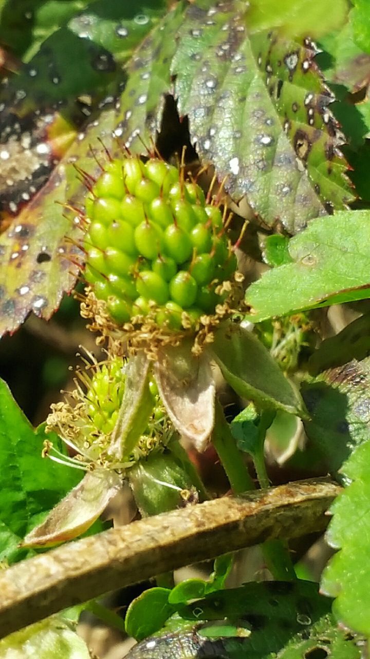 CLOSE-UP OF FRUITS ON TREE