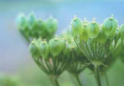 Close-up of succulent plant