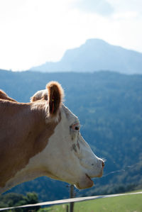 Close-up of cow on field against sky