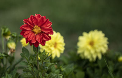 Close-up of red flowering plant