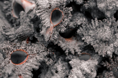 Close-up of hole on tree trunk