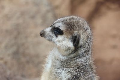 Close-up of meerkat