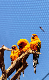 Low angle view of birds perching on tree against clear blue sky