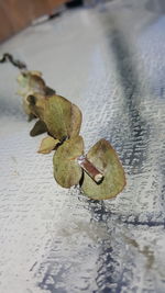 Close-up of leaf on water