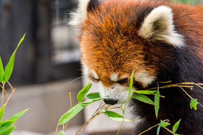 Close-up of an animal