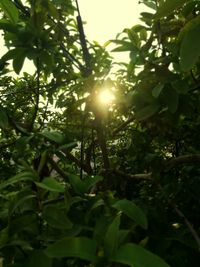 Low angle view of tree against sunlight