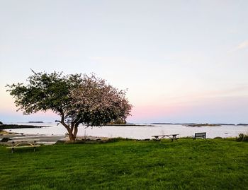 Tree by sea against sky during sunset