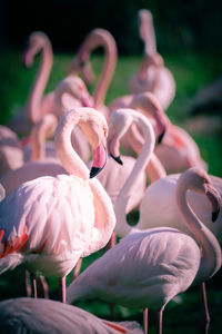 Pink flamingos forming a heart. flamingo. heart. flamingos