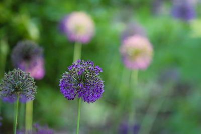 Close-up of purple flowering plant