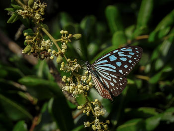 Close-up of butterfly pollinating on flower