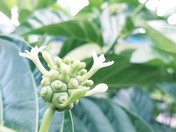 plant