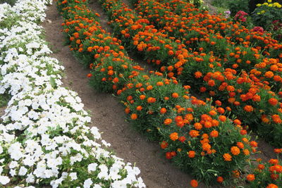 High angle view of orange flowering plants in park