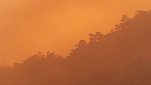 Low angle view of silhouette trees against orange sky