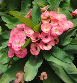 Close-up of pink flowers blooming outdoors