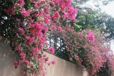 Pink flowers blooming on tree
